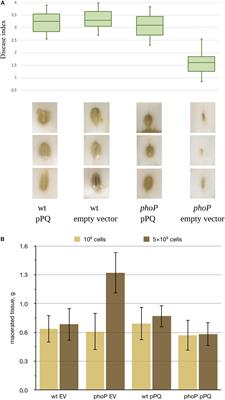 The PhoPQ Two-Component System Is the Major Regulator of Cell Surface Properties, Stress Responses and Plant-Derived Substrate Utilisation During Development of Pectobacterium versatile-Host Plant Pathosystems